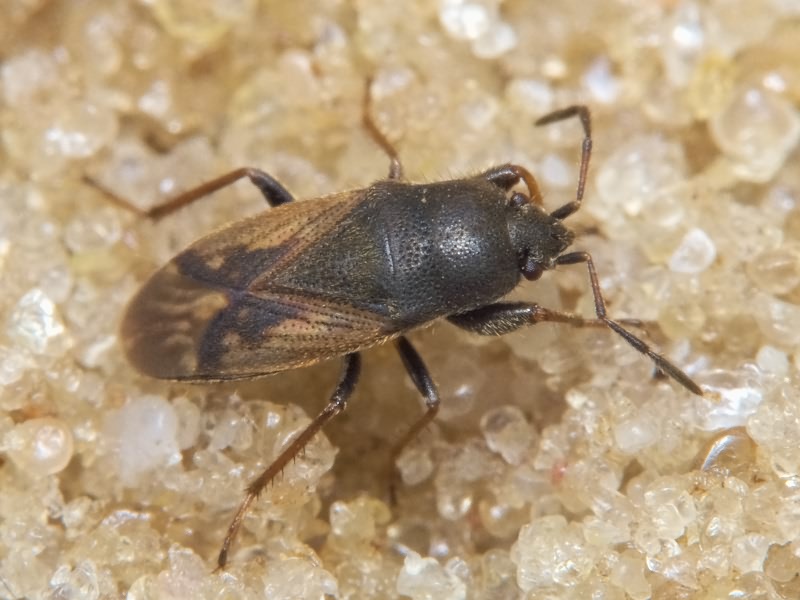 Megalonotus chiragra (Fabricius, 1794)